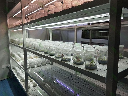 东安植物组织培养实验室设计建设方案